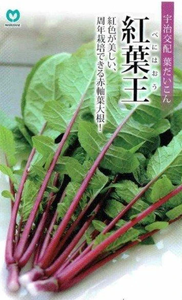 紅葉王葉蘿蔔菜種子（約90粒）