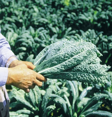 恐龍羽衣甘藍種子Kale(義大利名菜)