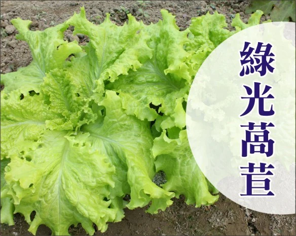 綠光萵苣種子~約100粒