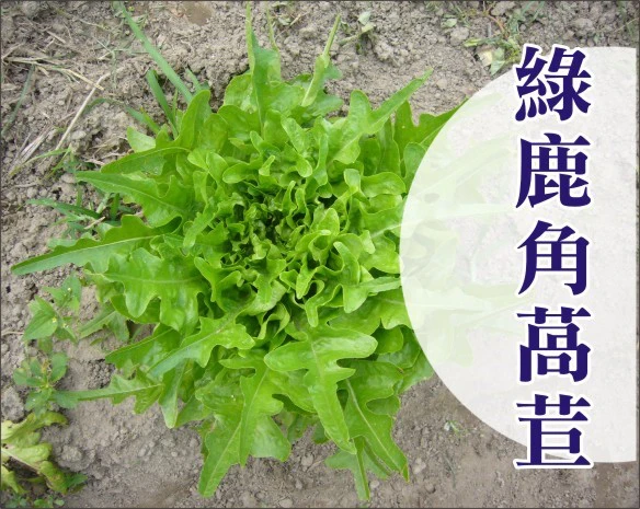 綠鹿角萵苣種子~約90粒