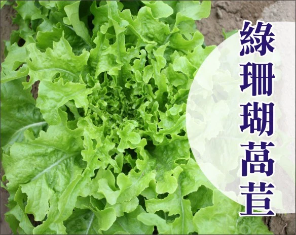 綠珊瑚萵苣種子~約120粒