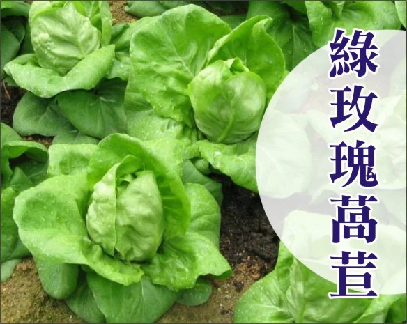 綠玫瑰萵苣種子~約70粒