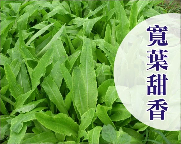 寬葉甜香萵苣種子~約80粒