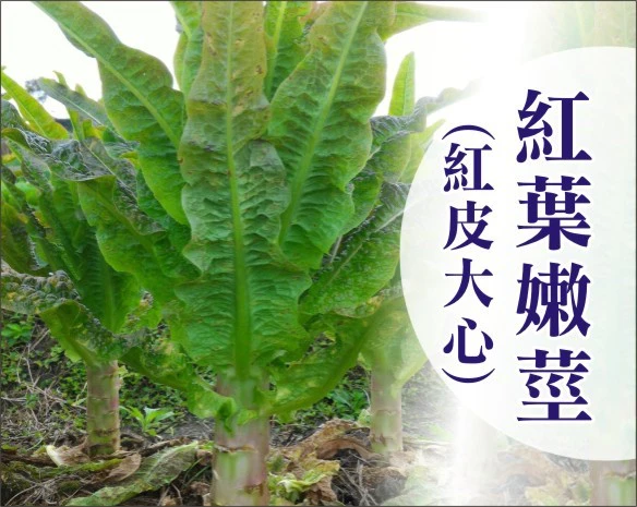 紅葉嫩莖萵苣種子~約110粒