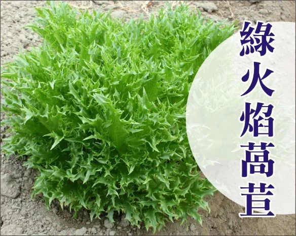 綠火焰萵苣種子~約70粒