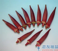 紅色黃秋葵(麗朱)~Okra~種子