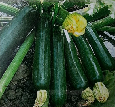 夏南瓜-綠櫛瓜(輝青)種子summer squash
