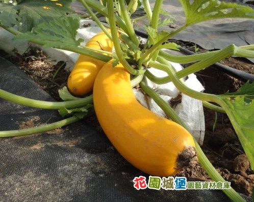 夏南瓜-黃櫛瓜(阿珍)種子~橘黃