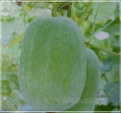 迷你冬瓜(清心)種子~Wax Gourd