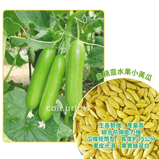 白精靈水果小黃瓜種子(全雌小黃瓜 小胡瓜) Cucumber