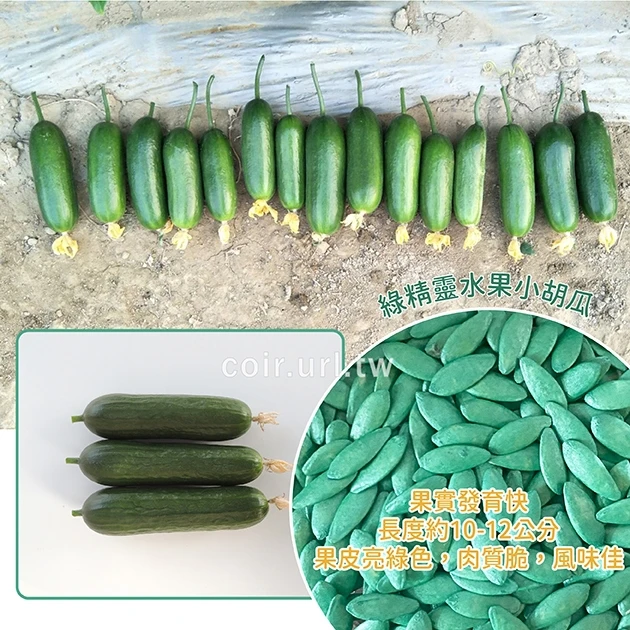 綠精靈水果小黃瓜種子(全雌小黃瓜 小胡瓜) Cucumber