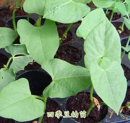 四季豆(敏豆)~Snap Bean~種子