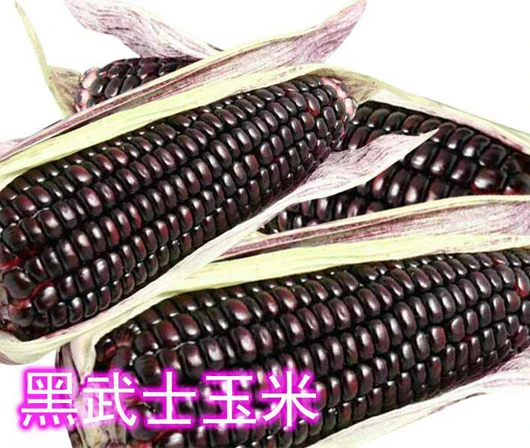 「黑武士」糯玉米種子