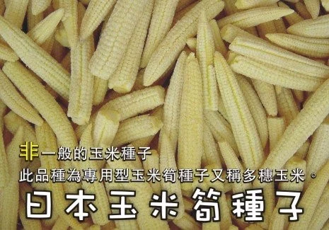 日本玉米筍種子