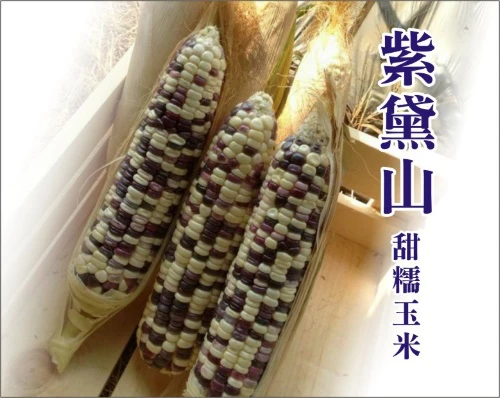 紫黛山甜糯玉米種子
