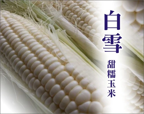 白雪甜糯玉米種子