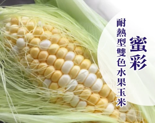 「耐熱型」蜜彩雙色水果玉米種子