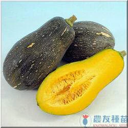 木瓜型南瓜種子