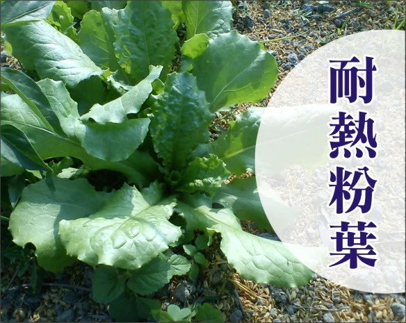 新「全季節生菜」耐熱粉葉萵苣種子