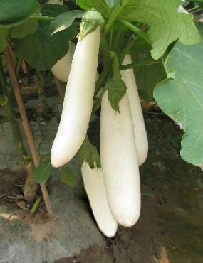 白茄子種子