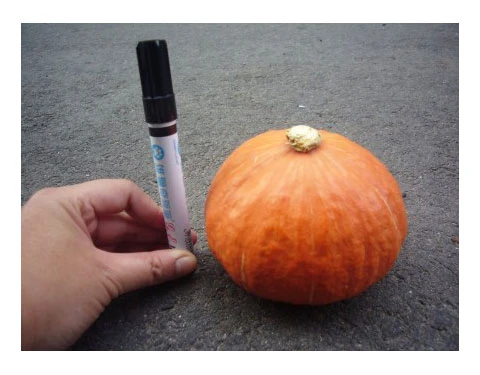 迷你胭脂紅南瓜種子