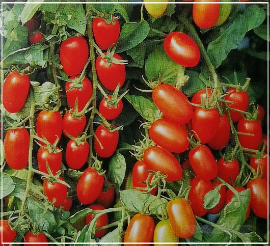 小番茄(朱麗)種子~Mini tomato