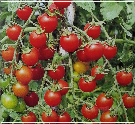 小番茄(紅真珠)種子~Mini tomato