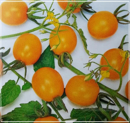 小番茄(金珠)種子~橙黃Mini tomato