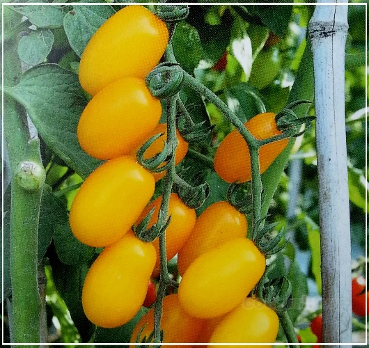 小番茄(金玉)種子~金黃Mini tomato