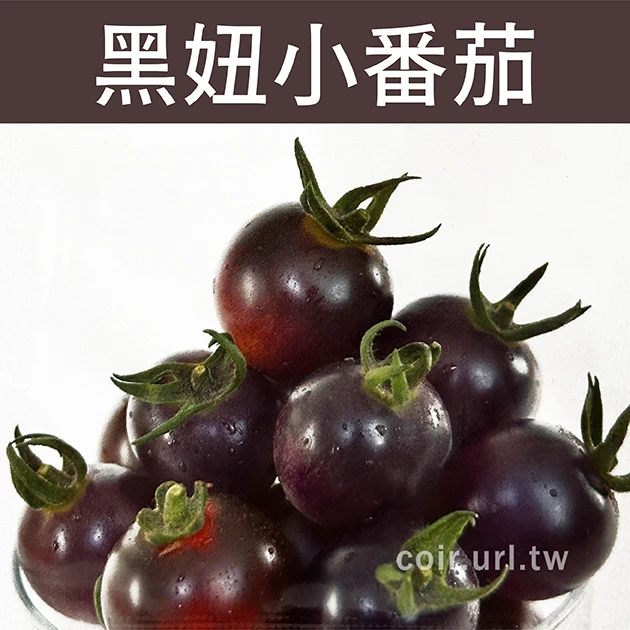 黑妞小番茄種子 Tomato 汁多味美黑蕃茄