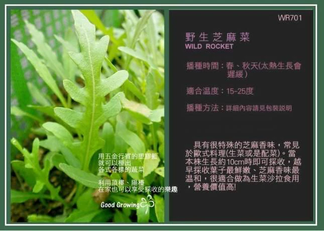 野生種芝麻菜-裂葉.齒葉(Wild Rocket)