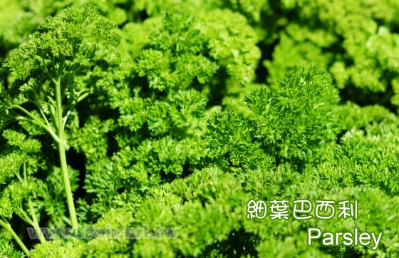 細葉巴西利種子Parsley Moss Curled 羽葉巴西里 香芹 洋香菜洋芫荽