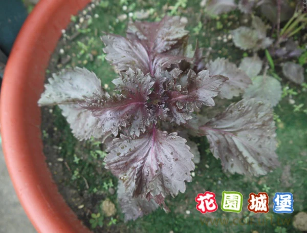 日本赤月紅紫蘇種子