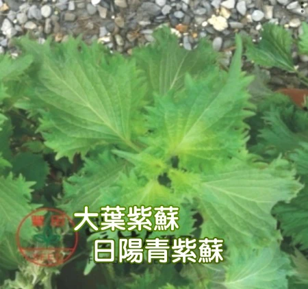 日本日陽青紫蘇種子（大葉紫蘇）
