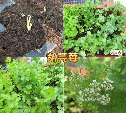 胡芫荽(西洋香菜)Coriander~種子