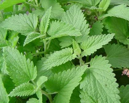 荊芥（貓薄荷）Catnip種子