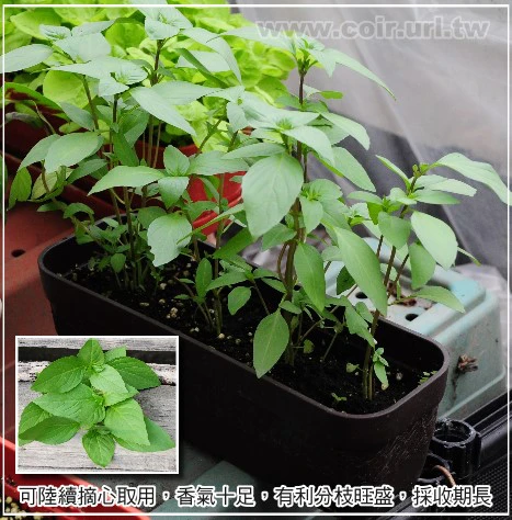 種菜小學堂-九層塔養成盆栽 Basil