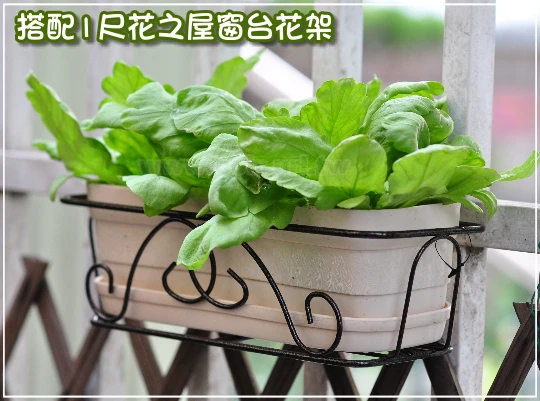 種菜小學堂-茼蒿