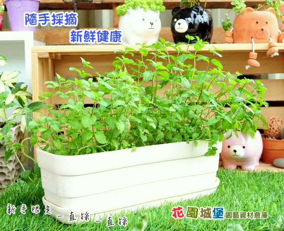 種菜小學堂-薄荷養成盆栽 peppermint