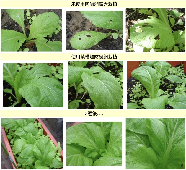 立體防蟲網配件組合(含32目防蟲網.綠竹4支)