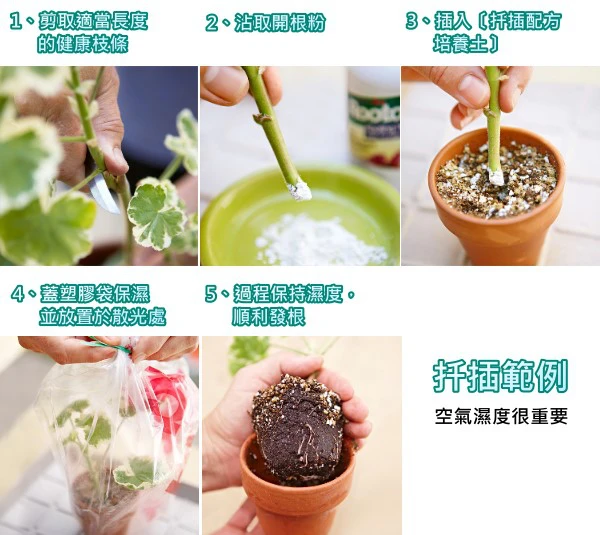 富寶100 ~開根粉