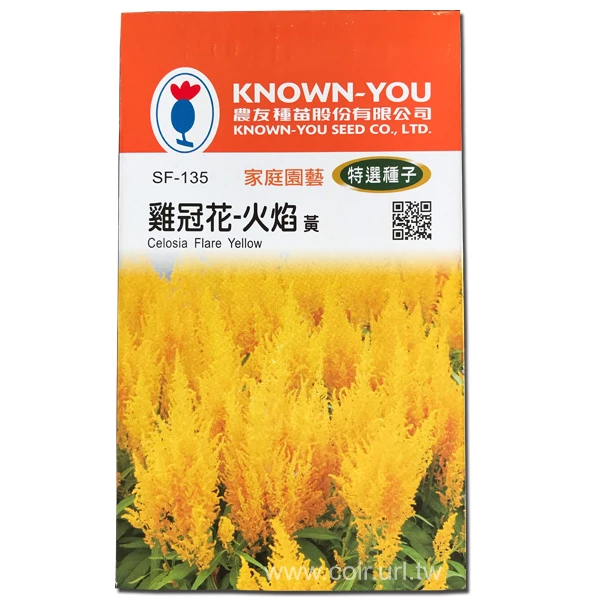 雞冠花-火焰 黃