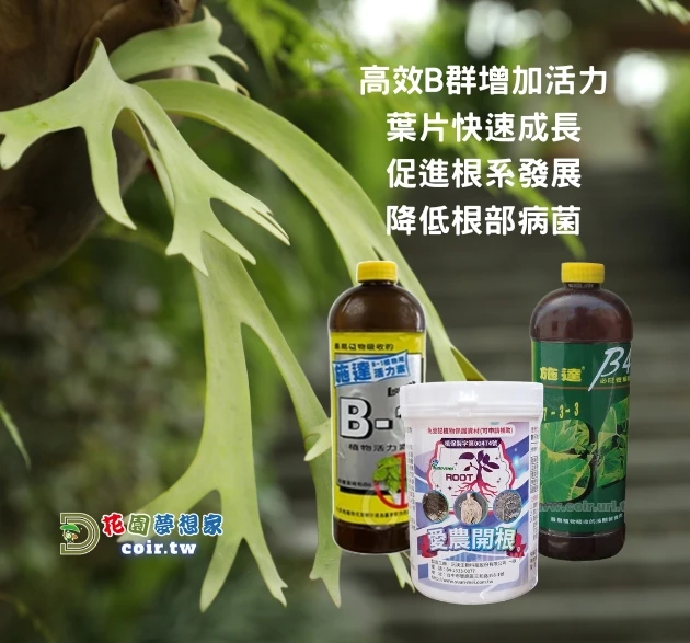鹿角蕨泡盆專用營養組合（鹿角蕨、觀葉肥料 預防爛根）