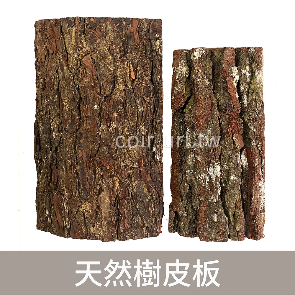 天然樹皮板 鹿角蕨植板 蘭花 單片