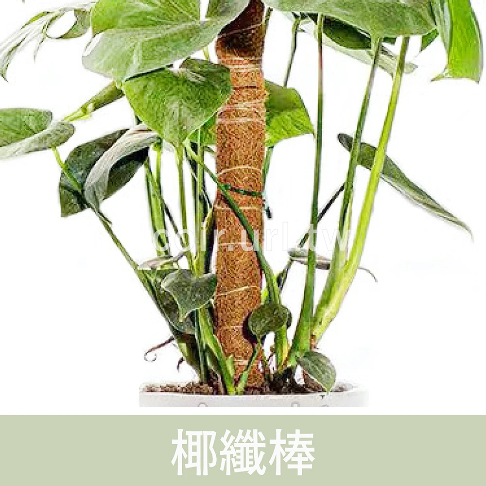 椰纖棒 椰棕棒 爬藤柱 攀爬棒 取代蛇木柱