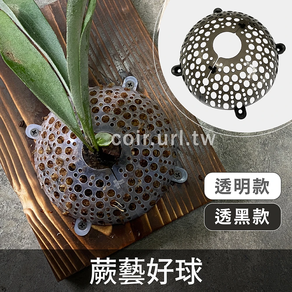 蕨藝好球-鹿角蕨上板神器 水苔球13.5cm（附螺絲）