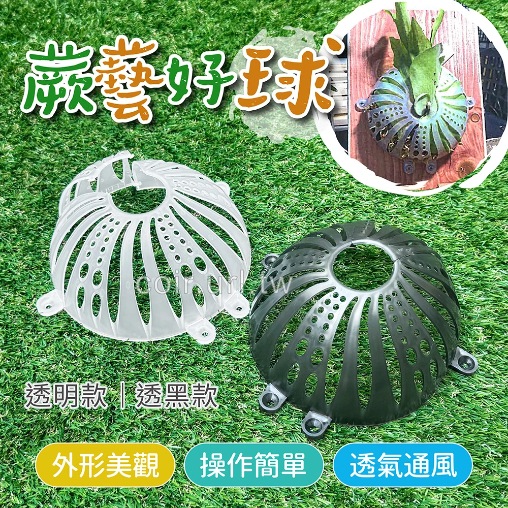 蕨藝好球(大球)鹿角蕨上板神器 水苔球15.5cm（附螺絲）