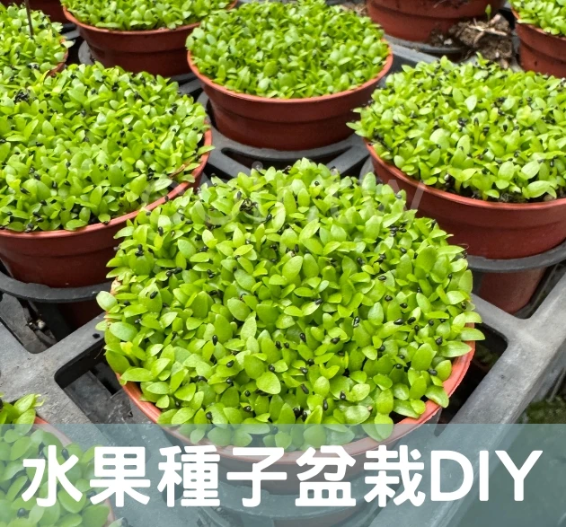 水果種子盆栽DIY組合(備好好材料組)