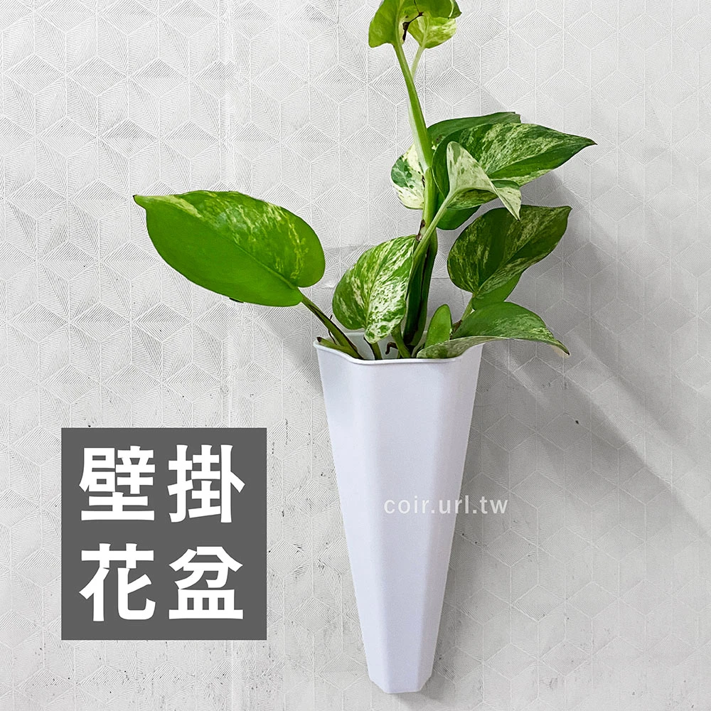 Monday壁掛盆 黃金葛水培壁掛花盆 贈免釘掛鉤