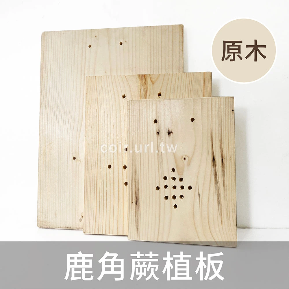 【自然風】鹿角蕨植板（原木板）掛孔＋透氣孔